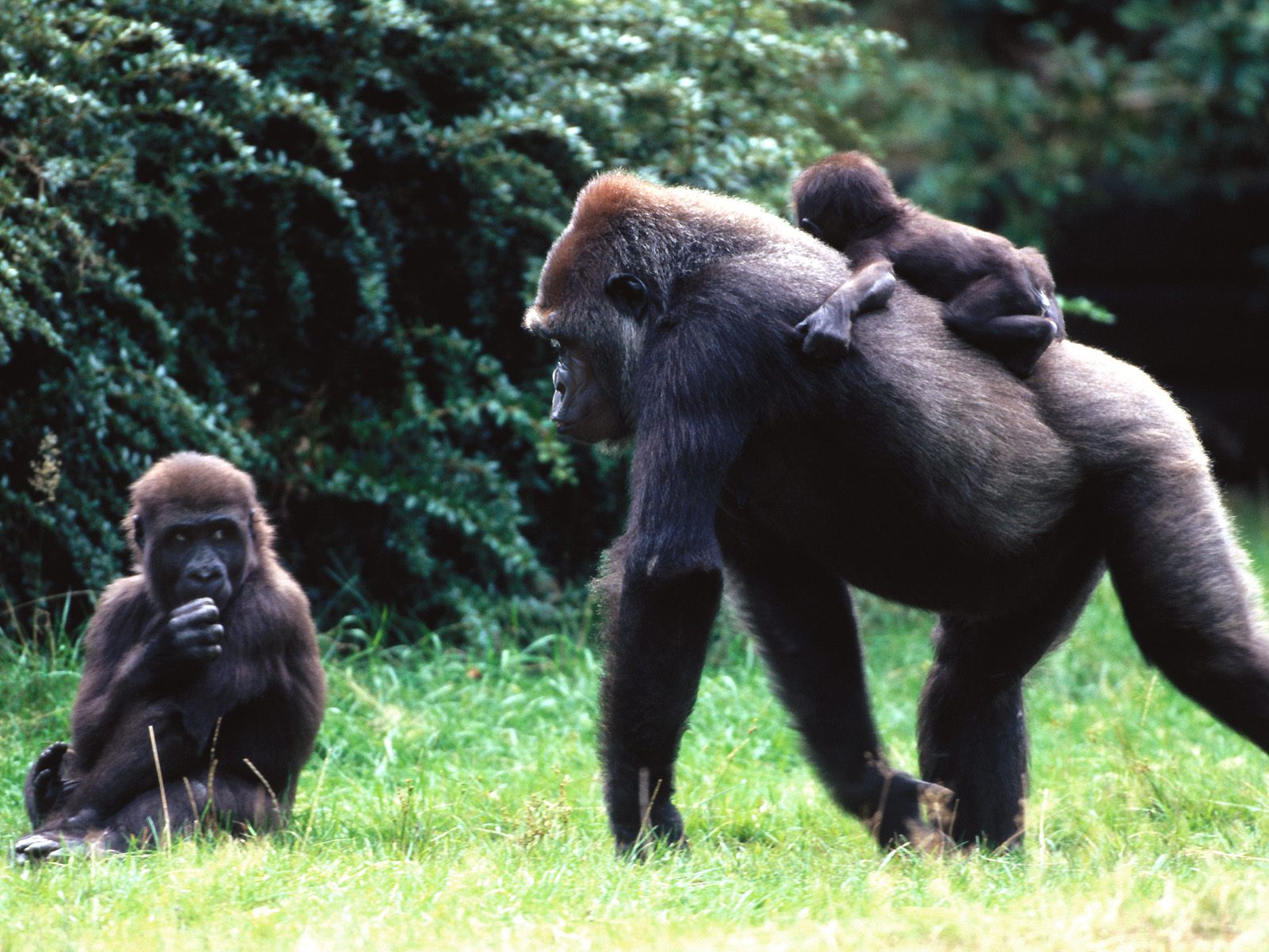 animal-attacks -news-gorilla-family-animals-of-uganda-the-pearl-of-africa-beautiful-amazing-animal-picture  - El Cambio Academy