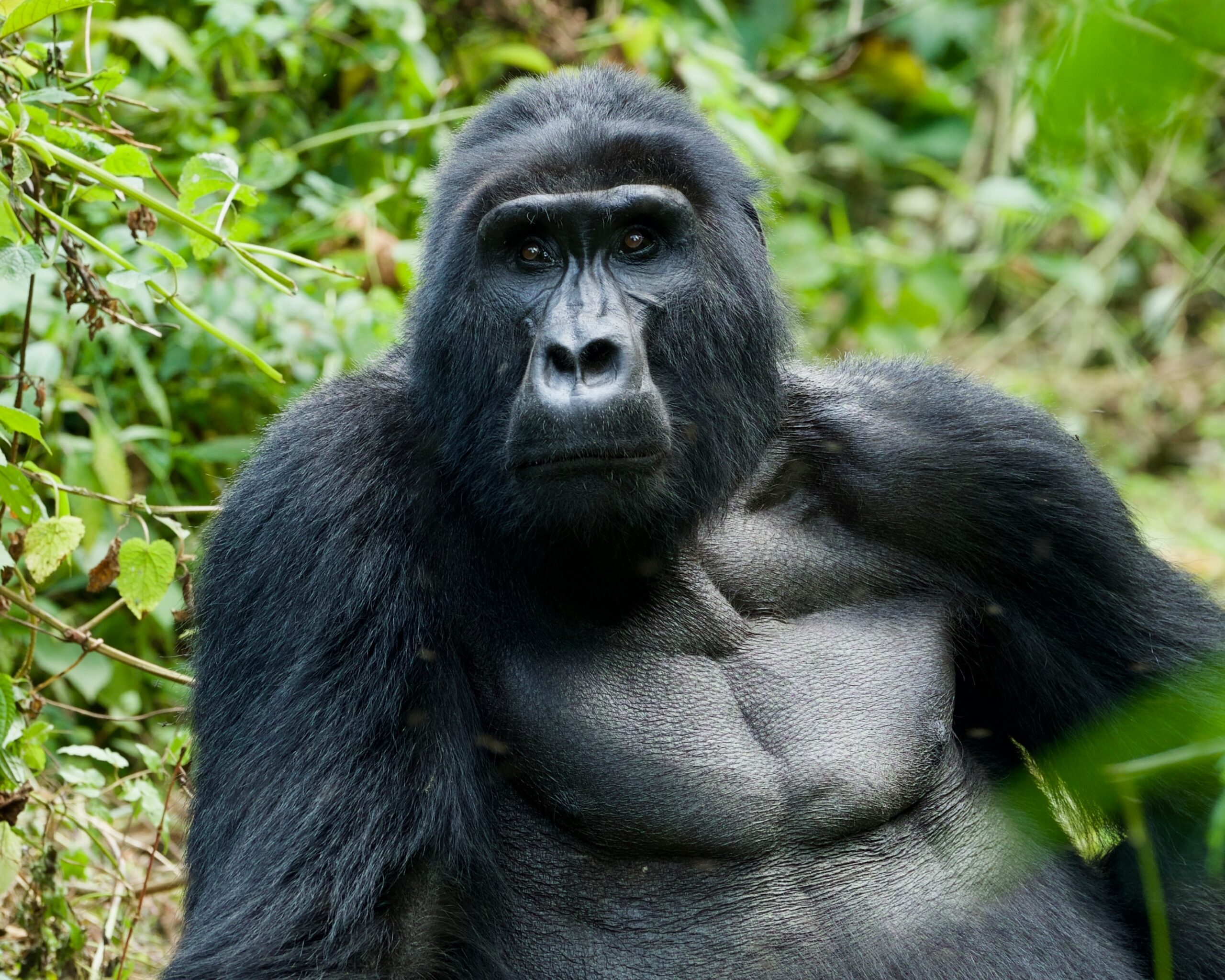 gorilla trekking ugunda